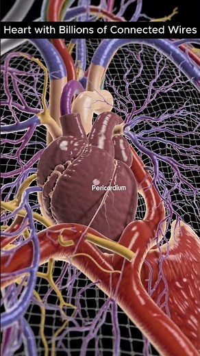 Human Heart Animation | Cardiac Anatomy | 27