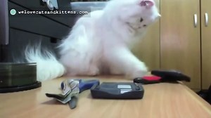 We all know that cats love to knock things off the table or push them off the edge of something - and that's exactly what these cats are doing! | Cats And Kittens