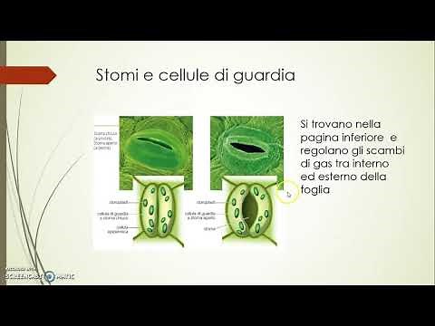 La foglia