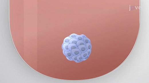 Spheroid Generation from Cell Lines: A Three-Dimensional (3D) Cell Culture Method