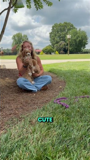 Cavapoo Overload! Meet Adorable Puppies Dash, Dayton & Daya 🐾💖 | Charlotte Dog Club