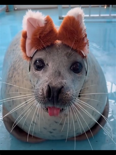 😝🦭#нерпы #тюлень #тюлени #seals #seal # | seals