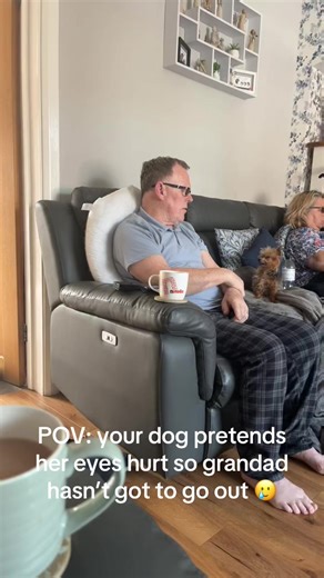 Diva Dog: Hilarious Yorkie Antics