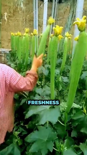 Hanging Harvest — How Ridge Gourds Grow Like Magic! #ridgegourd #greenhousefarming #fyp #Amazing #trending #viral #reels #fypシ゚viralシ2024 | Truthify
