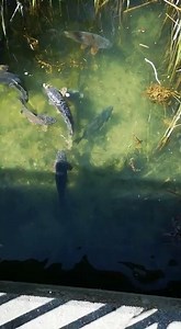 Have a look at this! A group of carp in the old Donau in Vienna eating the bread from the surface. What a awesome video, all the credtis are for Carp Fighter Austria! | Carpcrossing.com