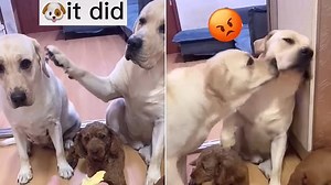 Don't squeal! Dog headbutts two-timing friend who tattled on him