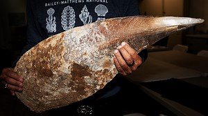 The Bailey-Matthews Shell Museum on Sanibel features many unique shells.