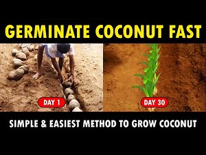 How to Germinate Coconut Seeds Fast..? Coconut Planting Method