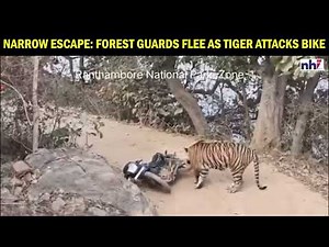 Tiger Attacks Forest Guard’s Bike in Ranthambore! Narrow Escape |