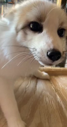 Grumpy gills 😂#fox #foxtok #marblefox