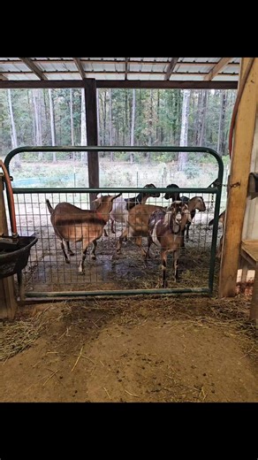 Meet The Stampede.... a range of sweet, sassy, and silly goats. Six of them will be freshening starting in January. Anna, Daisy Belle, Priscilla, Peace, and first fresheners.... Miss Amazing Grace and Miss Naomi (the very chunky one). | Ginger Farms