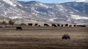 Colorado rancher says wolves have started attacking, killing his cattle again