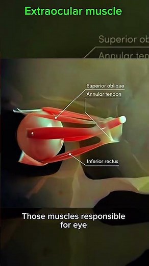 Extraocular muscle #muscle #anatomy 👁️