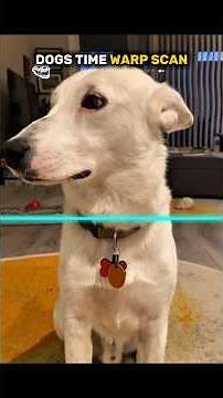 dogs doing time warp scan vs cats ☠️ #cat #cute #dog #animal #shorts