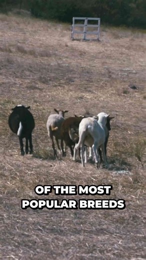 Uncovering the hidden world of herding dogs: What you didn't know #shorts