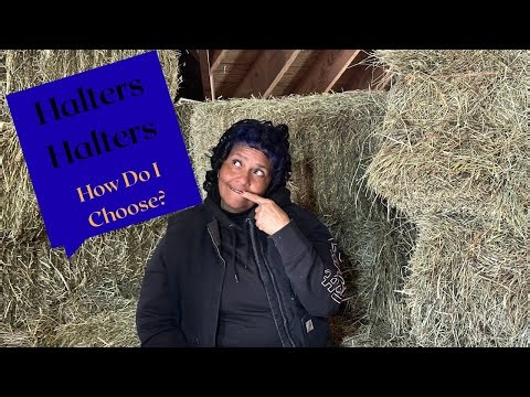 How to choose the right halter to buy