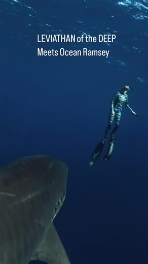 @Ocean Ramsey Sharks swimming deep with the most important LEVIATHAN that ever existed. 400 million years sharks have been swimming and shaping the health of our oceans ecosystems. Sharks haves survived 5 mass extinctions, working as keystone species to help our oceans regenerate life on our planet and now they are faced with extinction because human mismanagement of resources. Long line industrial fishing kills millions of sharks as by-catch every year and at this moment people are killing shar