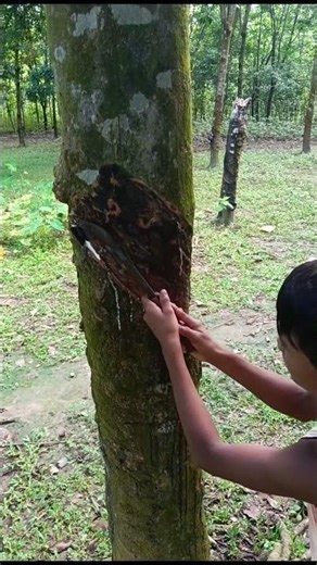 rubber taping processing 😍 #rubbertapping #satisfying #agriculture #latex #asmr #shorts #nature