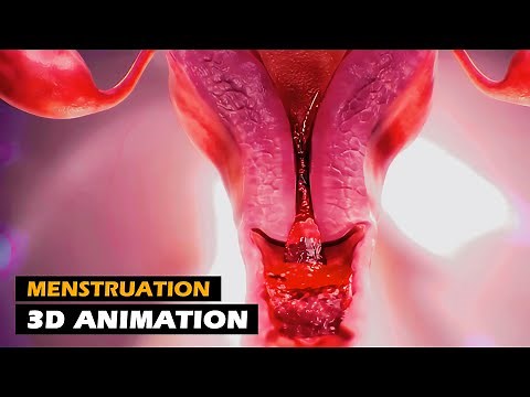 Menstrual Cycle | 3D Animation