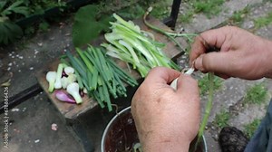 Grandpa peels young onions and separates the green part from the onion for eating