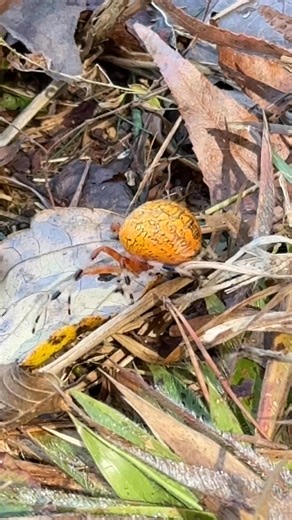 A marbled orbweaver, AKA “Pumkin Spider”. Probably the coolest spider I’ve ever seen. Spied it on my nature walk this morning and had to get this little video. | Lydia Workman Muell