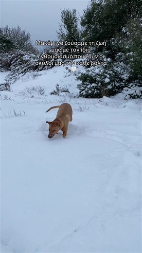 Happy creatures 🥹✨ #matiandmillie #σκυλος #σκυλογονεις