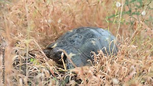(Selective focus) Stunning view of a Sardinian Marginated Tortoise walking in the wild. The marginated tortoise (Testudo marginata) is a species of tortoise in the family Testudinidae. Stock Video
