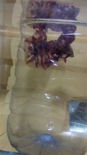 Giant Nemo Fire Betta Fish - 5.2 cm Body Only