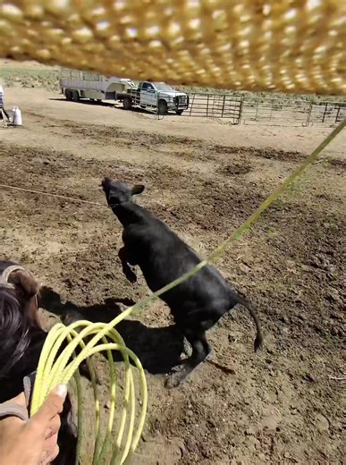 Lil branding video, last clip I had to roll that sh over cause it figure eighted and well I caught somehow. #cowboy #livin #branding #heeling #necking #heading #roping