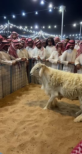 Shepherds and Sheep Under Festive Lights