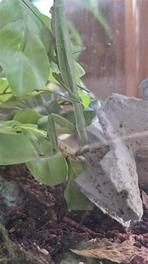 Oliver will not be pacified this morning! 😂