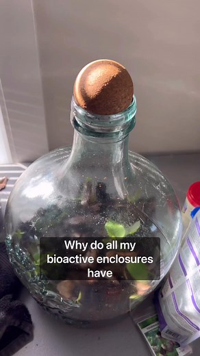 1.6M views · 10K reactions | What Are All These Tiny Bugs?! #fypシ゚viralシfypシ゚ #reel #fbreel #facebookreels #bioactive #indoorecosystem #fyp #foryoupage #fypreel #fypreels #terrarium #vivarium #livingart #selfcontained #selfsustained #selfcleaning #indoornature #natureinspired #plants #indoorplants #simulatinganecosystem #aquascape #heavyplants #aquarium #plantedtank #interesting #biology #exoticpets #springtails #isopods | Alternateaquatics | Facebook