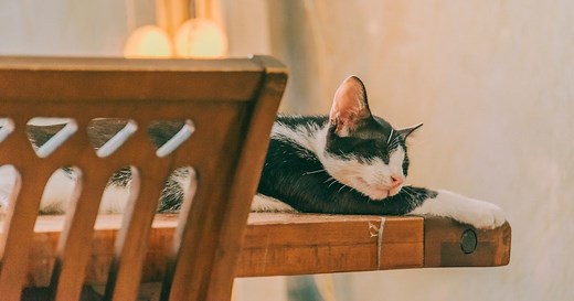 How to prevent your cat from jumping on tables and counters