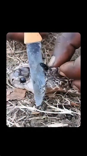 EraScope on Instagram: "A snake stone is a traditional object used in many cultures as a supposed cure for snake bites and poison. It’s often a small black or dark stone that people place directly on a bite wound, believing it can “suck out” venom from the body. The belief goes back hundreds of years in Africa, Asia, and South America. People claim the stone sticks to the skin, absorbs the poison, then falls off when it’s “full.” After that, the stone is washed in milk and reused for the next bi