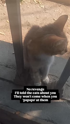 caramel popcorns 🍿 | Adopted by the kitten distribution program is the best thing ever #kittiesofinstagram #cat #kitten #instagood #follow | Instagram