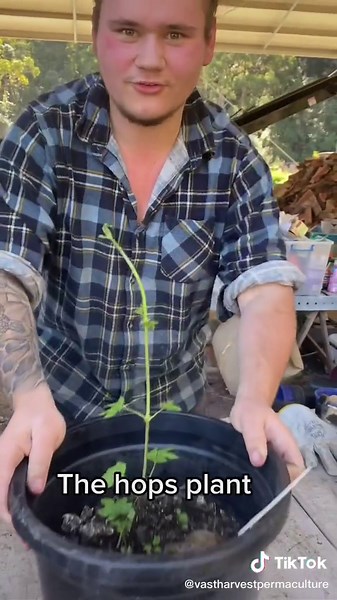 Hops Plant Harvesting in Medieval Dynasty