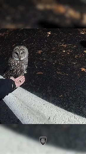 This story has a happy ending thanks to a concerned citizen and officer support. The "Powell Owl" is now safe and being cared for by a sanctuary. #owlrescue #GreshamPd #GreshamOR | Gresham Police Department