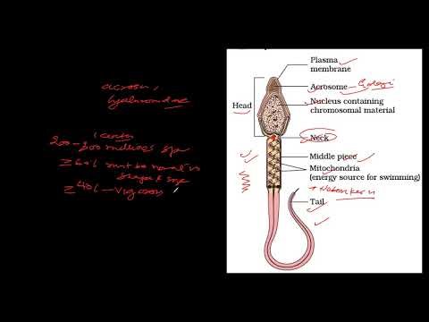 CBSE grade 12 SPERM STRUCTURE HUMAN REPRODUCTION 5