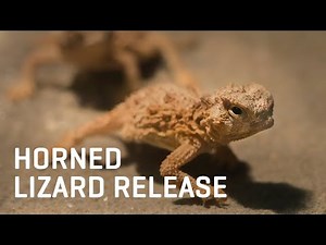 Dallas Zoo's First Wild Release | Texas Horned Lizards