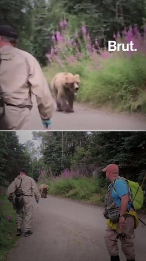 La première règle : ne jamais partir en courant. Tuto : que faire en cas de rencontre avec un ours ? | Brut nature FR