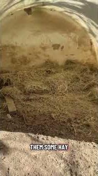 Prepping for Piglets