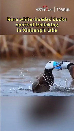 Rare white-headed ducks spotted frolicking in Xinjiang's lake