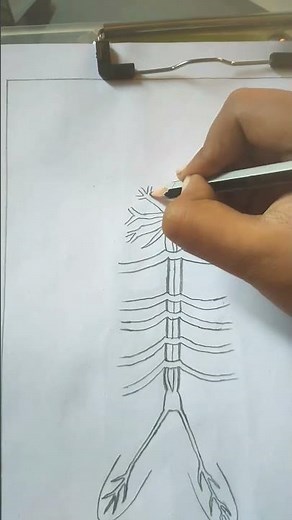 Nervous system of cockroach drawing in#Artwaveink#shorts#drawing#trending