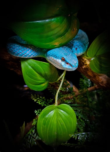 💙🔥🐍 #mondayblues here with the amazing Blue Insularis pit viper. #checkout our video here to learn a litte bit more about this #amazing species of snake. Let us know what you think of her in the comments below❓️😁💥🐍🌍🙋‍♂️💙 #bluemonday #weekahead #Amazing #animals #reptiles #snakes #venomous #viper #pitviper #blue #blueinsularis #komodo #asia #nature #deadly #reptilekeeper #reptilelover #wildlifephotography #checkitout #snakesofinstagram #reptilesofinstagram #zoo #jurassic #ARK | Jurassic 