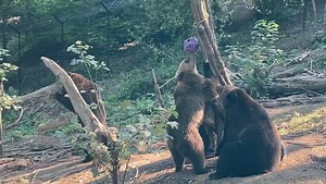 3.9K views · 176 reactions | Our bears are keeping themselves entertained with some enrichment items, including a boomer ball from our Amazon wishlist, and wooden feeders made by Danny in maintenance in his spare time! Our wishlist is a great, easy way to donate to Wild Place.  Find out more: wildplace.org.uk/about-us/amazon-wish-list  Taken by keeper Nat. | Bristol Zoo Project | Facebook