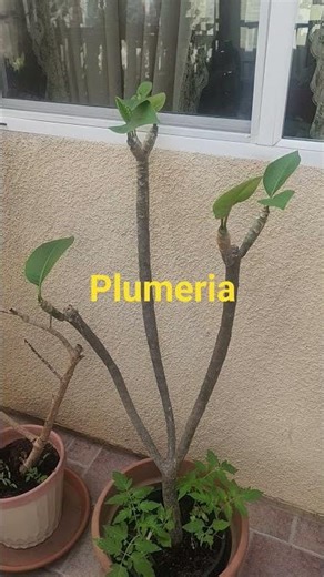 Plumeria ‪@ProfDavidJDelosReyes‬ #plumeria #kalachuchi
