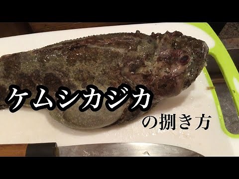 It looks disgusting! How to prepare the Tobetsu sculpin (or sculpin)