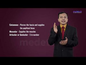 Popliteal Artery - Anatomy, Branches & Relations