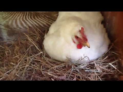 The Screaming Chicken