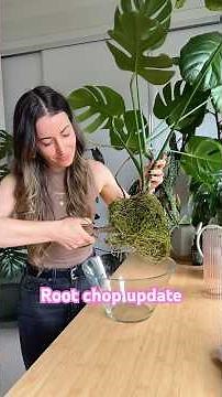 Remember when a I trimmed the roots on my hydro Monstera? Here is how it’s going 🌿✂️
